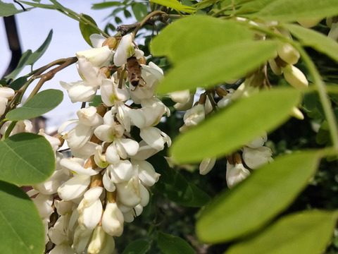 【添加物なし】天然はちみつ 600g 蜂蜜 ハチミツ セイヨウミツバチ 国産