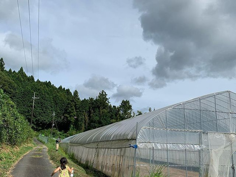 数量限定！しめじ2袋＋ほうれん草150ｇ×5袋　熨斗対応可