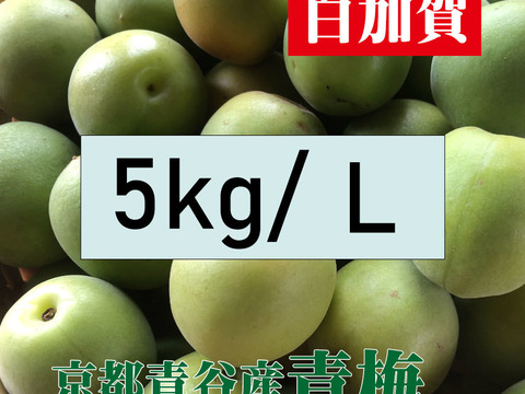 ＊予約販売【青梅】京都青谷産「白加賀」(5kg, L)