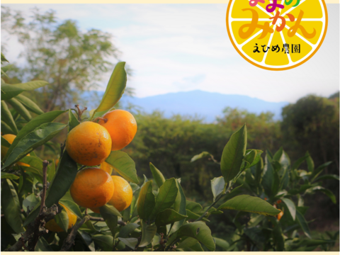 愛媛県産　リスボンレモン　防腐剤不使用　お徳用３㌔