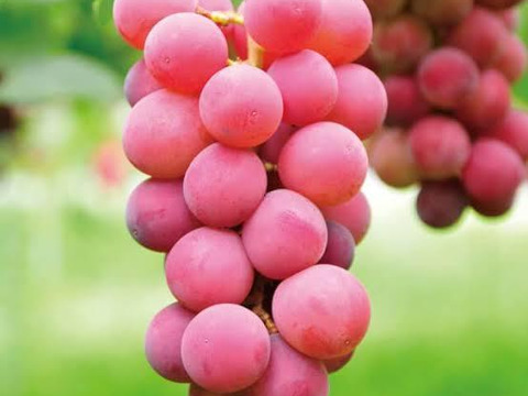 【彩やかギフト】泉州産ぶどう3種3色セット(約2kg〜)