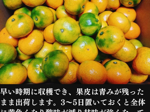 みかん 【約1.5キロ箱込み】品種:日南１号 訳ありみかん 極早生 西浦みかん 訳あり 静岡産 蜜柑 果物 フルーツ 柑橘 果物 柑橘類 お土産 誕生日 お歳暮 訳ありみかん