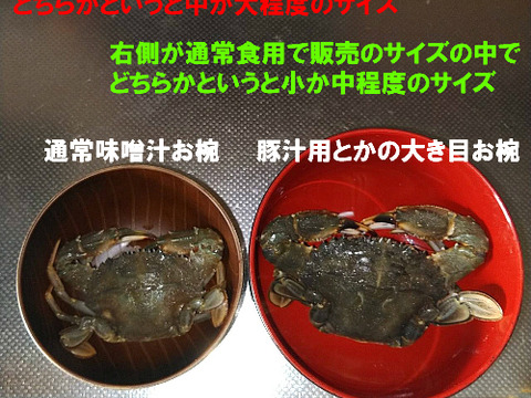 生出荷!カニ汁用!石蟹小サイズ2kg イシガニ(ワタリガニ 生出荷!カニ汁用!石蟹小サイズ2kg イシガニ(ワタリガニ