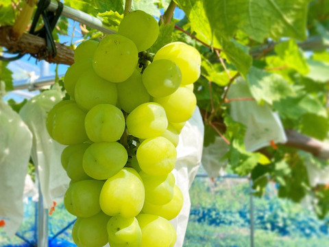 【彩りセット】クイーンセブン＋雄宝のセット