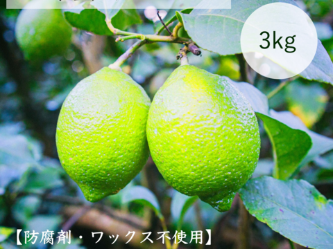 【片浦産】すっきり爽やか！グリーンレモン(2kg)
