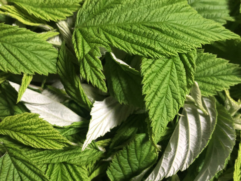 2025新茶！函館産ラズベリーリーフティー（たっぷり日常使い大袋）