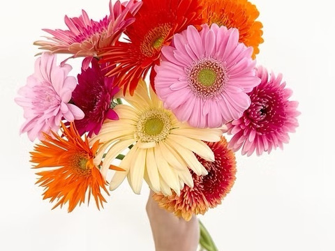 【20本】２等品わけありガーベラ (40cm)