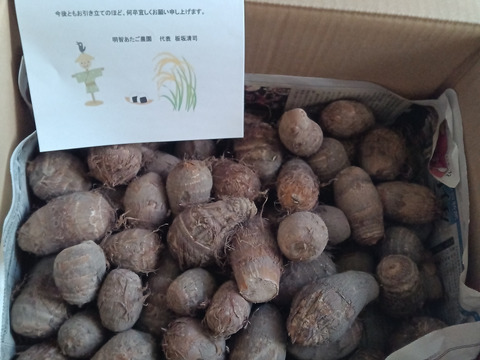 【訳アリ】【自然栽培】　里芋（土垂）３kg　農薬不使用・無肥料栽培　¥650/kg　【令和７年・岐阜県産】