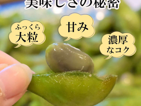 丹波黒大豆の枝豆」枝付 1kg前後 【2024年 産地直送】※冷蔵｜お