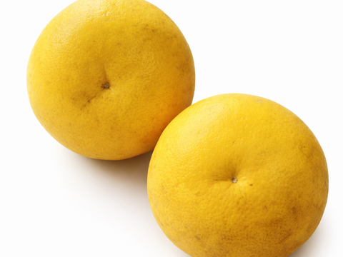 自然栽培 文旦1kg 高知県産