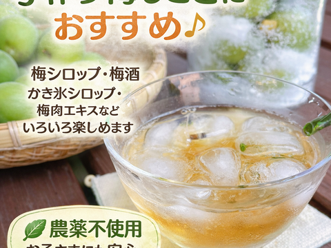 【予約販売】農薬不使用 青梅 2Kg 自家農園 梅酒 梅シロップ 農家直送 収穫後発送