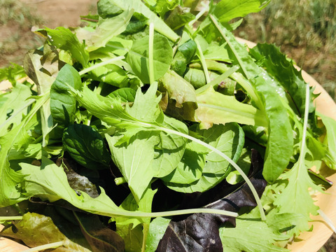 【選べる】有機JAS!旬の野菜セット(6品)