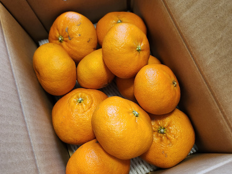 ⭐️歯切れのよさと、上品な甘さ⭐️　甘平　家庭用2.5キロ