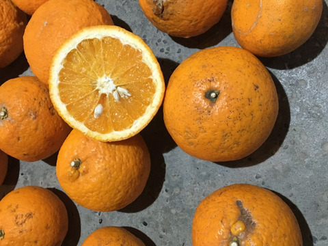 果汁たっぷり！ご家庭用【自然栽培の清見オレンジ】　5kg（箱込）和歌山県産