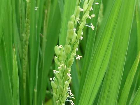 【リオレのレシピ付き】れんげで育てたお米　あいちのかおり「特別栽培米」　9.5kg