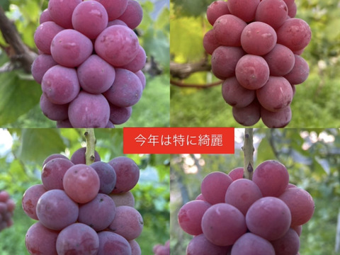 紅①　幻のブドウ【紅伊豆】　1kg前後〜1.5kg位
化粧箱入　(6〜8房位)