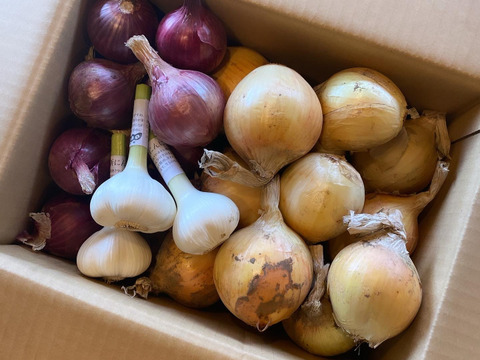 にんたまセット！（にんにくと玉ねぎ２種）【農薬・化学肥料・動物性堆肥｜不使用】