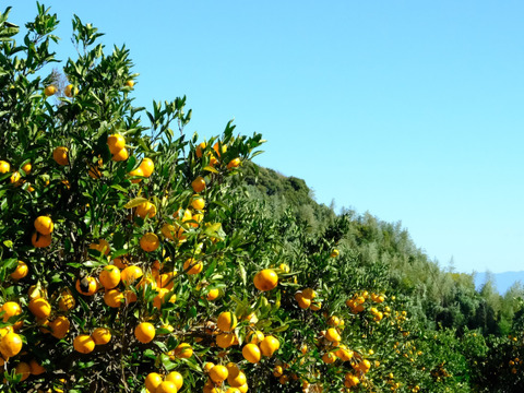 訳ありみかん【5キロ/30個〜40個 ※目安】