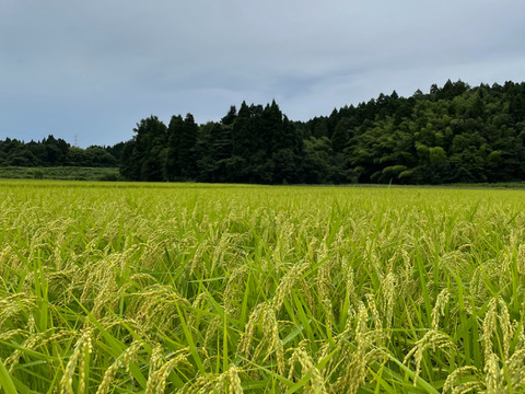 大粒で冷めても美味しい！ 特別栽培米ひゃくまん穀（白米）9kg 　令和5年石川県産