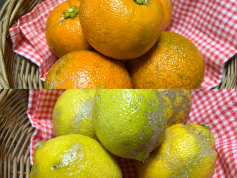 【農薬不使用】訳ありレモン1kg &橙1kg【ノーワックス】