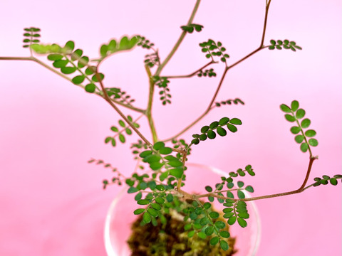 〜優しい空間を〜　苔玉ソフォラ