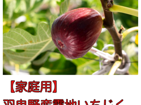 【ご家庭用】羽曳野産露地いちじく約1kg（9個or12個入り）