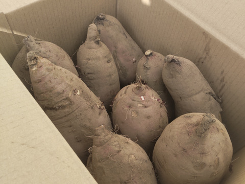 【訳アリ】さつまいも10kg！紅はるか・S～3Lサイズ詰め合わせ