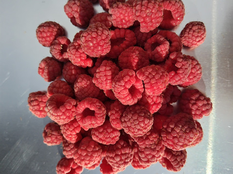 樹上完熟冷凍ラズベリー真空パック100g×６ｐ