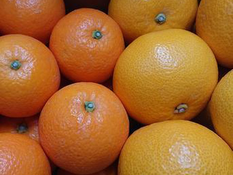 香り豊かな柑橘食べ比べセット☆八朔とネーブルオレンジ( 4kgずつ8kg)