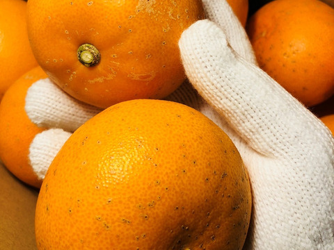 【早割】柑橘の大トロせとか（ご家庭用・２㎏）×２箱　※２月下旬より順次発送開始