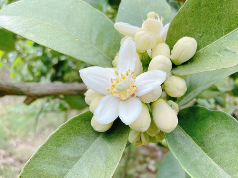 湘南育ちの美味しい文旦 3kg(8個程度)【化学肥料不使用・農薬使用30％未満】