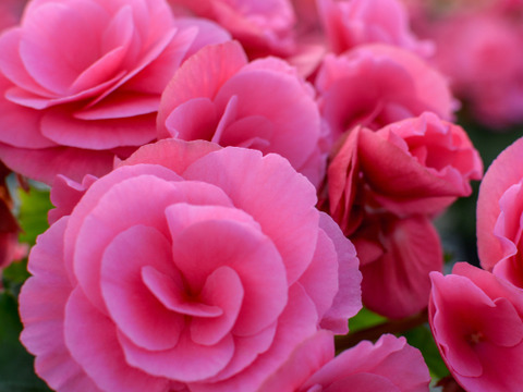 【贈答用】クリエイティブなクリーミーピンクのベゴニア！エラチオールベゴニア【ベルセバ】５寸