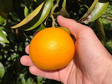 The citrus【Beni NEW SUMMER ORANGE】 2022 紅ニューサマーオレンジ 約8kg