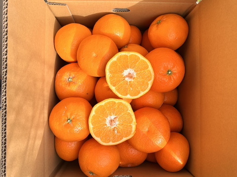 期間限定2/3までセール500円引き🈹【愛媛県産】いよかん 10kg