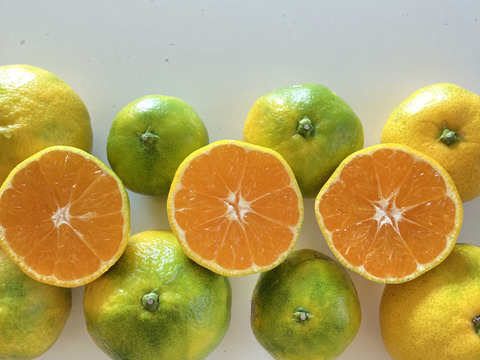 極早生箱込5kg　家庭用Ｓ～Lサイズ混合　山口岩国みかん　瀬戸内の恵み甘酸っぱいフレッシュなお味をお届けします！