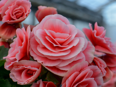 【多くの受賞歴】人気品種のミドルサイズ。覆輪の花の魅力がお手軽に楽しめます。エラチオールベゴニア【ボリアス】4.5寸