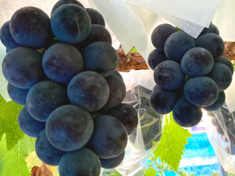 【家庭用】黒い宝石！！糖度20度越えの黒耀(こくよう)1kg(2~3房)