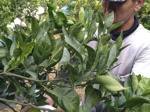 濃厚かつジューシー　愛媛県産　不知火　ご家庭用・８ｋｇ