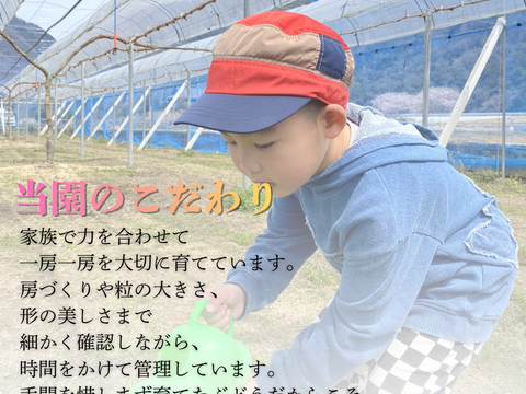 【赤秀】岡山県産ぶどう人気2種セット｜シャインマスカット＆ピオーネ1.0kg（500g×2）