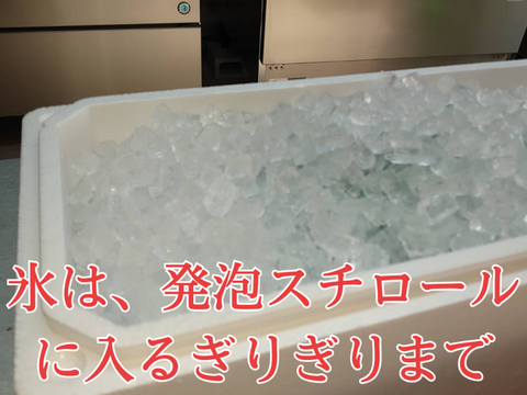 “ブリ＆ヒラマサの良い所取り！”養殖ブリヒラ1尾/箱