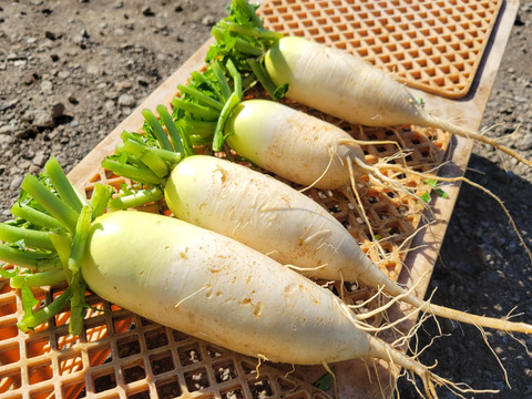 自然栽培認証ミニ大根2キロ