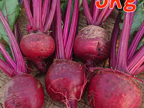 ３月より順次発送『高糖度ビーツ 3kg』 千葉県南房総市産 ★発送当日に収穫!