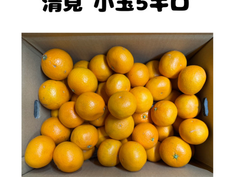 清見『小玉5キロ』🍊果汁たっぷり、春の柑橘