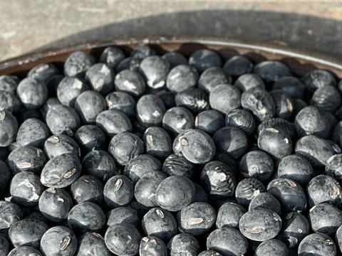 〈訳あり〉黒豆煮の練習用やおやつ用に！2025年 丹波篠山黒大豆 B級500g/レシピ付き