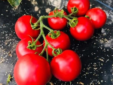 【お試し】自然栽培の手渡したくなるお任せ野菜SET（Sサイズ）