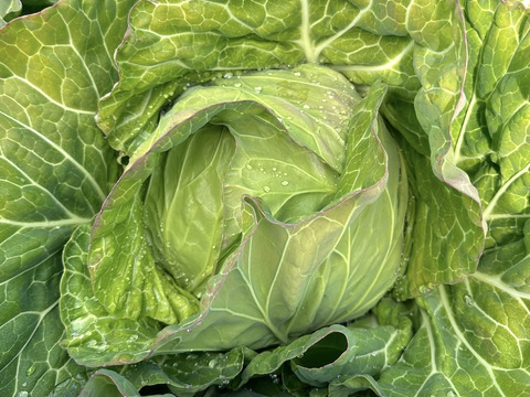 冬野菜Lセット9品目前後（農薬・化学肥料不使用）