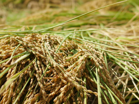 超在来品種！神力-SHINRIKI-自然栽培8年目～神から賜ったお米～（10kg）★玄米・白米・５分づき米選べます★