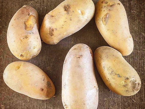 栽培期間農薬不使用・化学肥料不使用 泥付じゃがいも（メークイン）バラ5kg