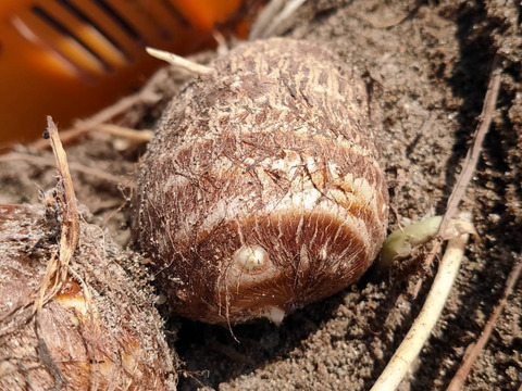 砂丘育ち 黄金里芋 1kg