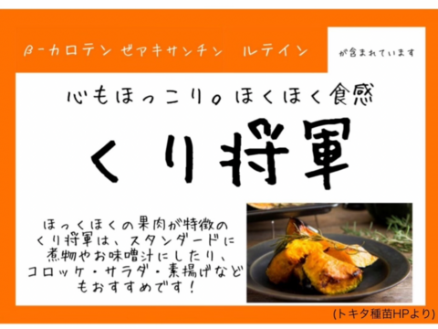 【最高品種】栗かぼちゃ1個約1.5kg 農薬・化学肥料不使用 くり将軍